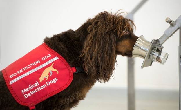 Medical Detection Dogs. Asher the spaniel sniffs a sample in the training centre.