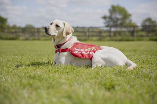 Star is one of the detection dogs being trained to sniff out Covid.