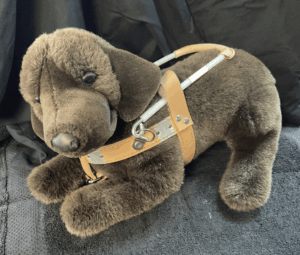 Chocolate Lab Side View with Harness